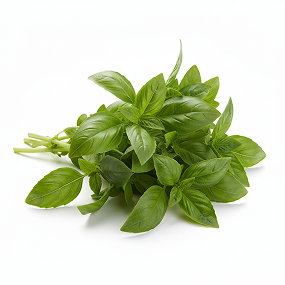 Basil common