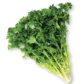 Lettuce Endive