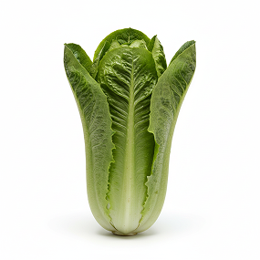 Lettuce Romane