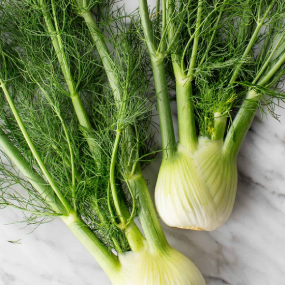 fennel-bulb